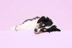 lying American Collie Puppy