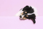lying American Collie Puppy