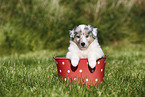 American Collie Puppy