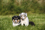 American Collie Puppies