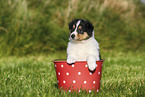 American Collie Puppy