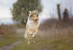 American Collie