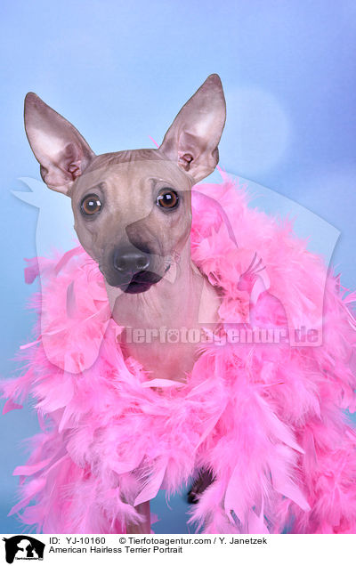 American Hairless Terrier Portrait / American Hairless Terrier Portrait / YJ-10160