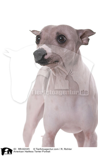 American Hairless Terrier Portrait / American Hairless Terrier Portrait / RR-92445