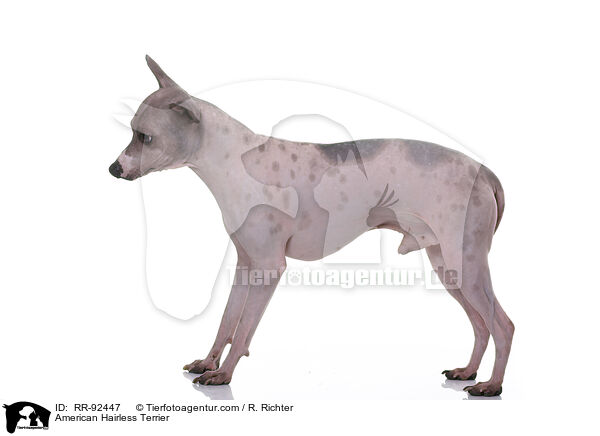 American Hairless Terrier / American Hairless Terrier / RR-92447