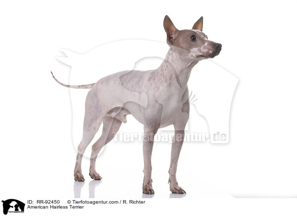 American Hairless Terrier / American Hairless Terrier / RR-92450