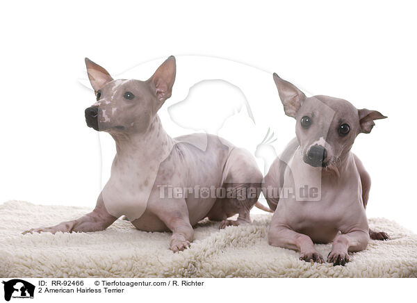 2 American Hairless Terrier / 2 American Hairless Terrier / RR-92466