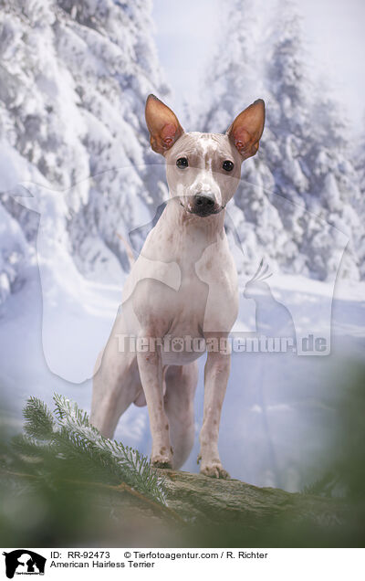 American Hairless Terrier / American Hairless Terrier / RR-92473