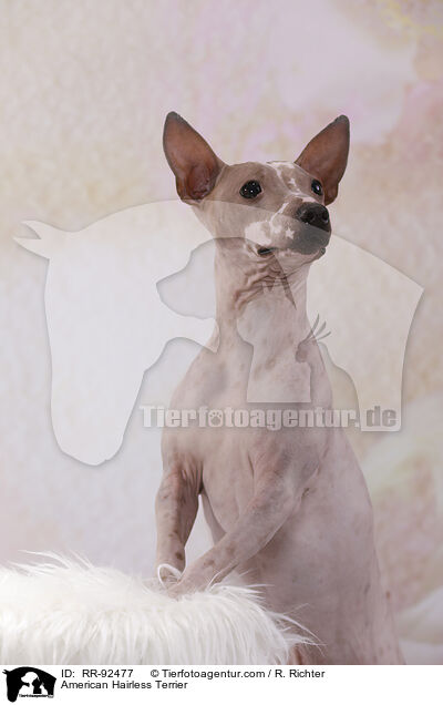 American Hairless Terrier / American Hairless Terrier / RR-92477