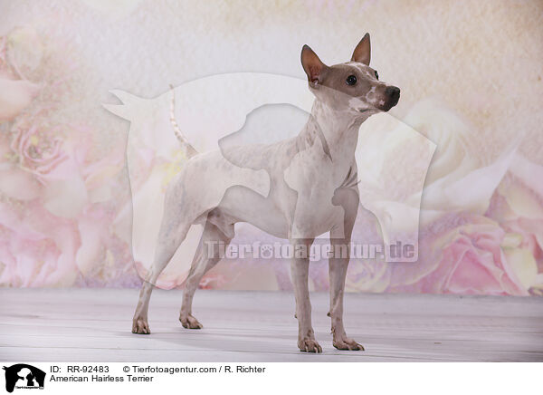 American Hairless Terrier / American Hairless Terrier / RR-92483