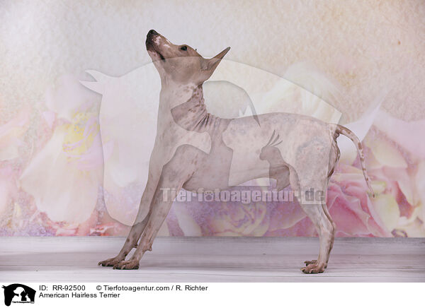 American Hairless Terrier / American Hairless Terrier / RR-92500