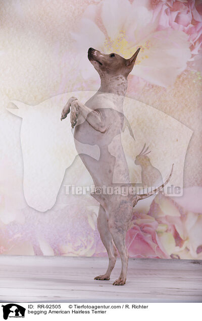 American Hairless Terrier macht M�nnchen / begging American Hairless Terrier / RR-92505