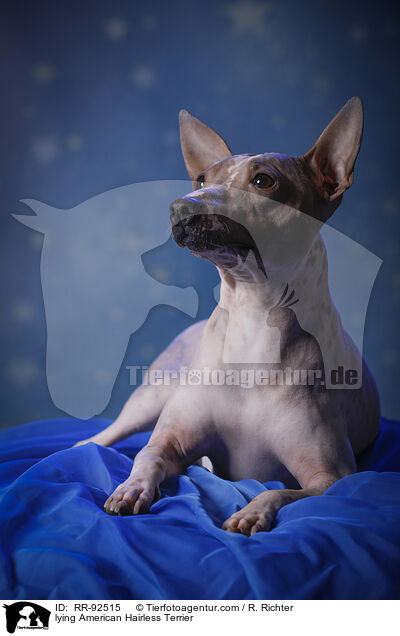 liegender American Hairless Terrier / lying American Hairless Terrier / RR-92515