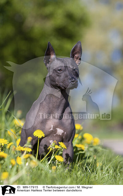 American Hairless Terrier zwischen L�wenzahn / American Hairless Terrier between dandelions / MW-17915