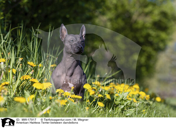 American Hairless Terrier zwischen Lwenzahn / American Hairless Terrier between dandelions / MW-17917