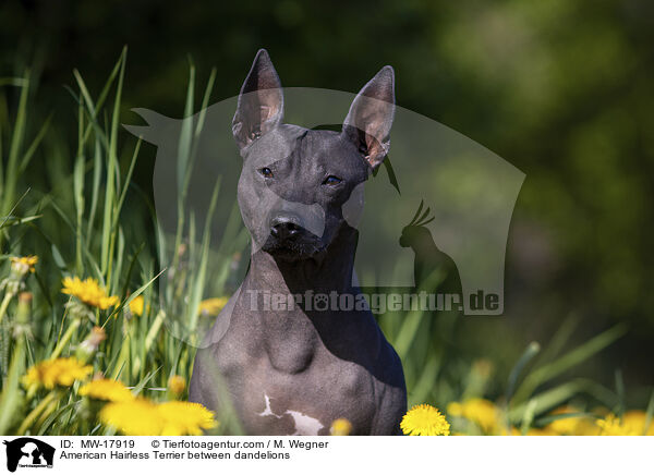 American Hairless Terrier zwischen L�wenzahn / American Hairless Terrier between dandelions / MW-17919