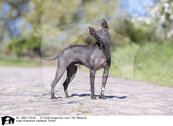 American Hairless Terrier Rde / male American Hairless Terrier / MW-17930