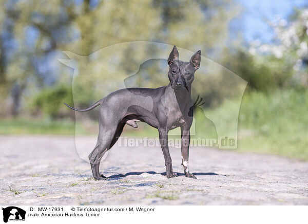 male American Hairless Terrier / MW-17931