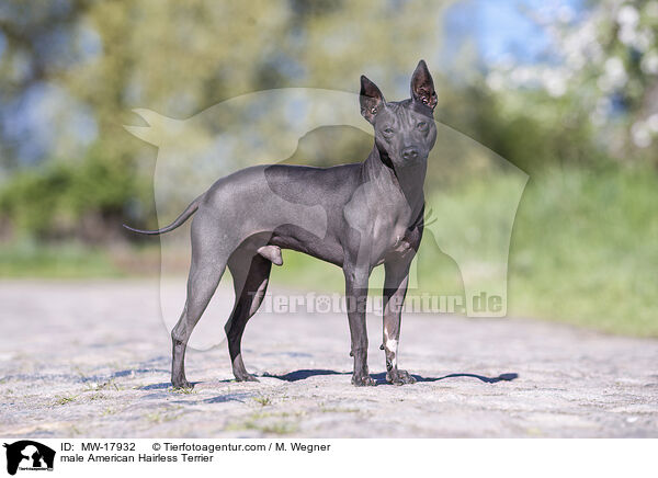 American Hairless Terrier Rde / male American Hairless Terrier / MW-17932