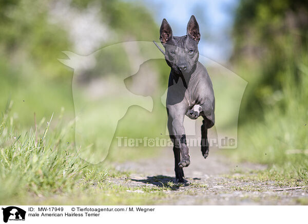 male American Hairless Terrier / MW-17949