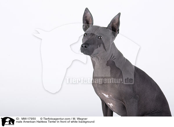 American Hairless Terrier Rde vor weiem Hintergrund / male American Hairless Terrier in front of white background / MW-17950