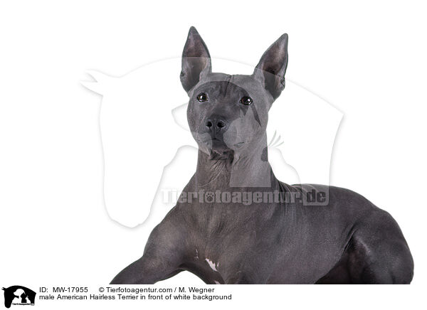 male American Hairless Terrier in front of white background / MW-17955