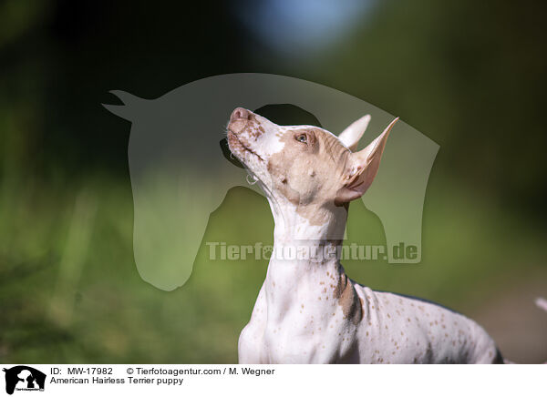 Amerikanischer Nackthund Welpe / American Hairless Terrier puppy / MW-17982