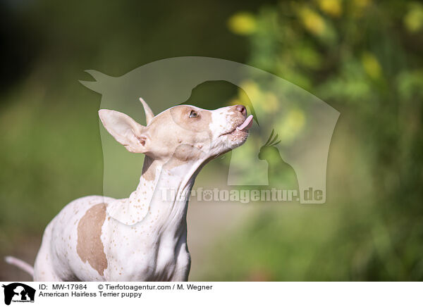 Amerikanischer Nackthund Welpe / American Hairless Terrier puppy / MW-17984