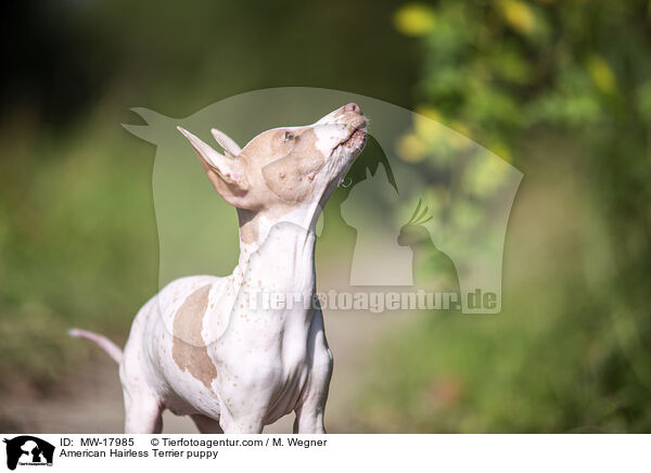 Amerikanischer Nackthund Welpe / American Hairless Terrier puppy / MW-17985