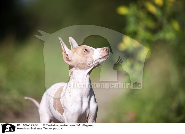 Amerikanischer Nackthund Welpe / American Hairless Terrier puppy / MW-17986