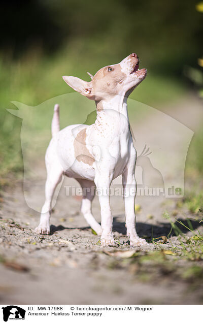 Amerikanischer Nackthund Welpe / American Hairless Terrier puppy / MW-17988