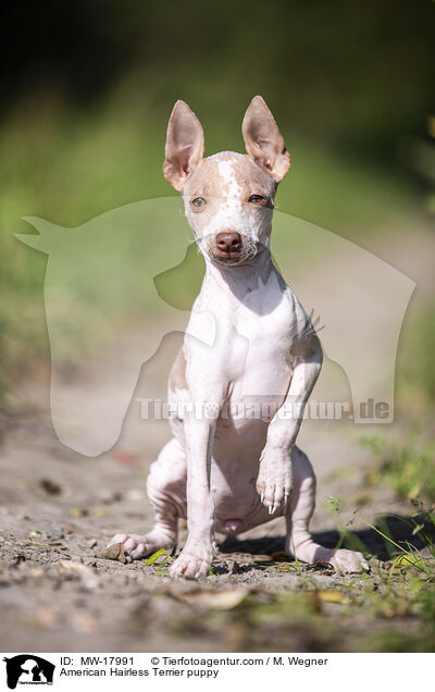 Amerikanischer Nackthund Welpe / American Hairless Terrier puppy / MW-17991