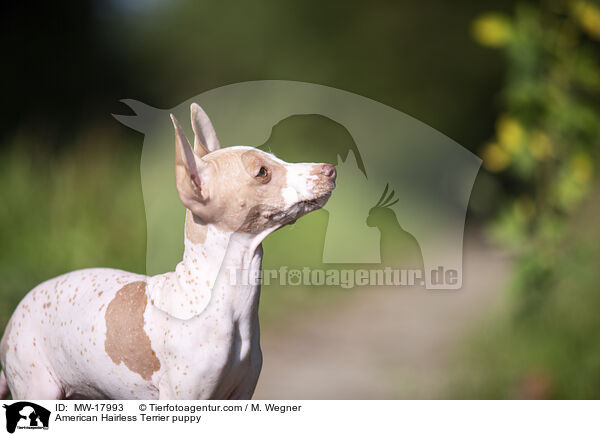 Amerikanischer Nackthund Welpe / American Hairless Terrier puppy / MW-17993
