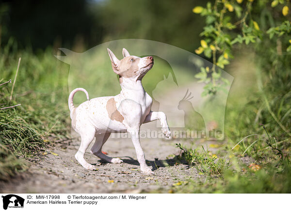 Amerikanischer Nackthund Welpe / American Hairless Terrier puppy / MW-17998