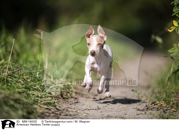 Amerikanischer Nackthund Welpe / American Hairless Terrier puppy / MW-18005