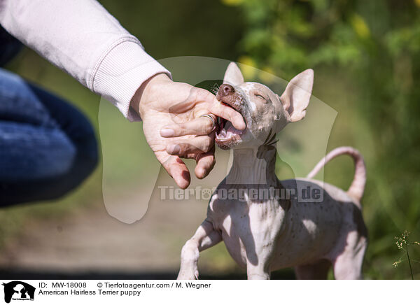 Amerikanischer Nackthund Welpe / American Hairless Terrier puppy / MW-18008