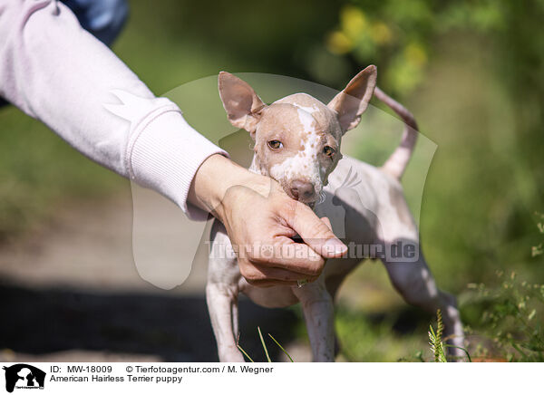 Amerikanischer Nackthund Welpe / American Hairless Terrier puppy / MW-18009