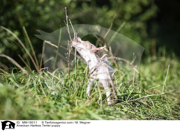 Amerikanischer Nackthund Welpe / American Hairless Terrier puppy / MW-18011