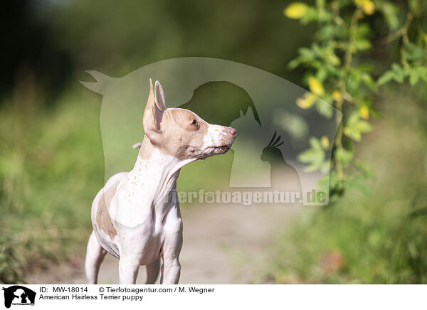 Amerikanischer Nackthund Welpe / American Hairless Terrier puppy / MW-18014