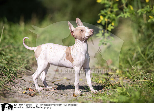 Amerikanischer Nackthund Welpe / American Hairless Terrier puppy / MW-18015