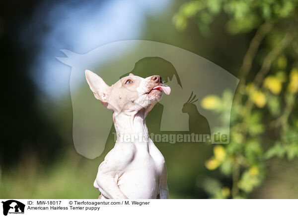 Amerikanischer Nackthund Welpe / American Hairless Terrier puppy / MW-18017