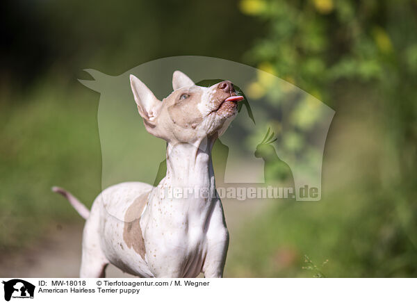 Amerikanischer Nackthund Welpe / American Hairless Terrier puppy / MW-18018