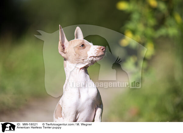 Amerikanischer Nackthund Welpe / American Hairless Terrier puppy / MW-18021