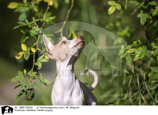 Amerikanischer Nackthund Welpe / American Hairless Terrier puppy / MW-18024