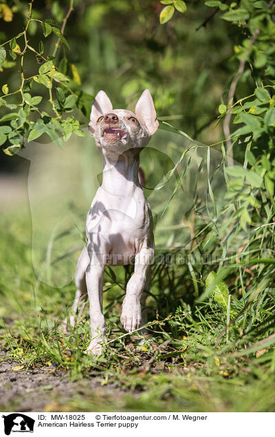 Amerikanischer Nackthund Welpe / American Hairless Terrier puppy / MW-18025