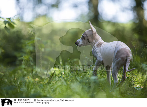 Amerikanischer Nackthund Welpe / American Hairless Terrier puppy / MW-18029