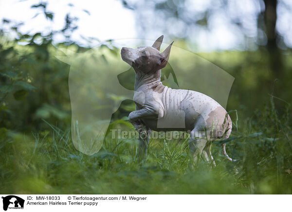 Amerikanischer Nackthund Welpe / American Hairless Terrier puppy / MW-18033