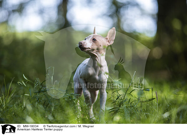 Amerikanischer Nackthund Welpe / American Hairless Terrier puppy / MW-18034