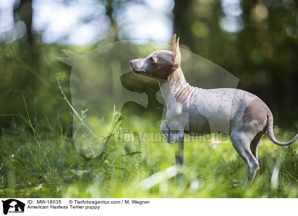 Amerikanischer Nackthund Welpe / American Hairless Terrier puppy / MW-18035