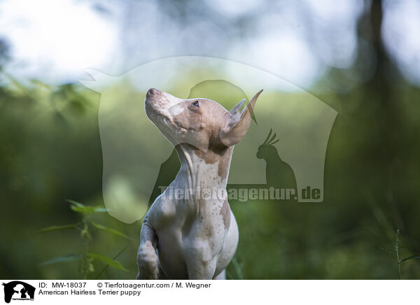 Amerikanischer Nackthund Welpe / American Hairless Terrier puppy / MW-18037